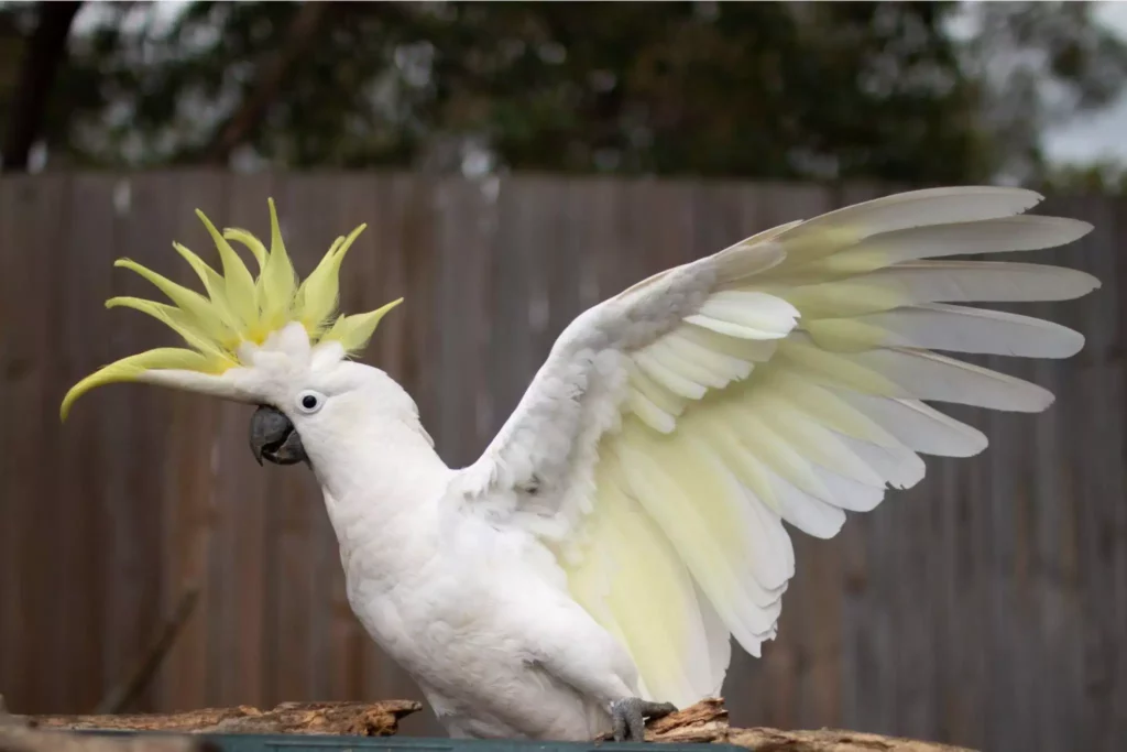 a cockatiel spreading its wings