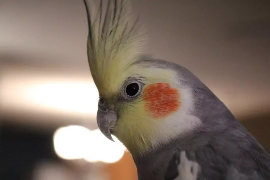 cockatiel with a unique and colorful hairstyle.