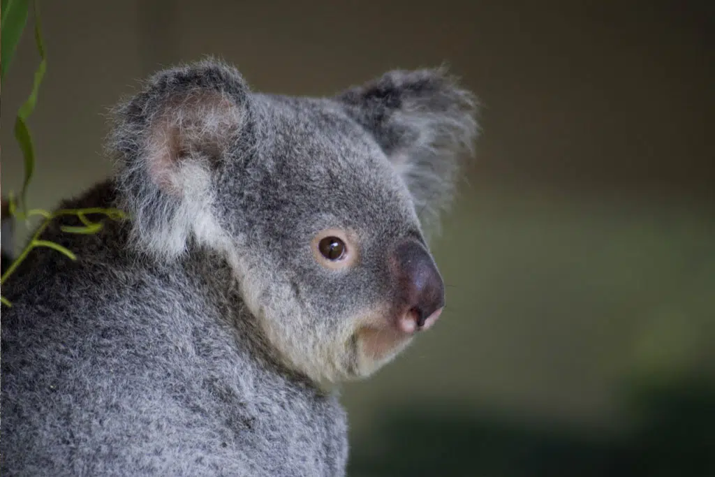 koala with a funny and charming nose.