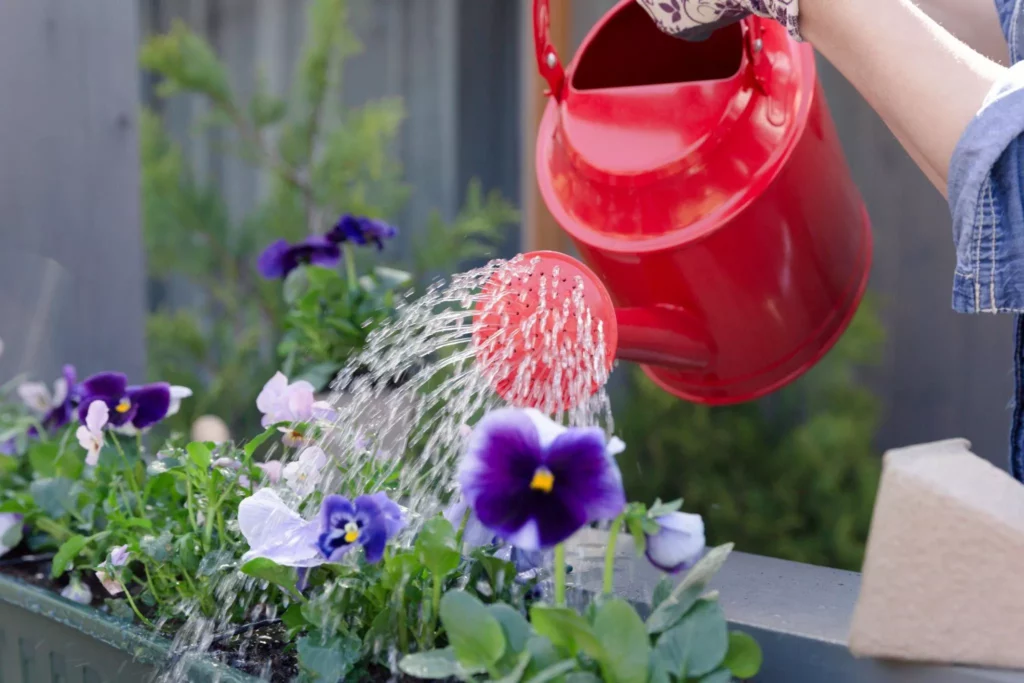 tips for watering to the flowers