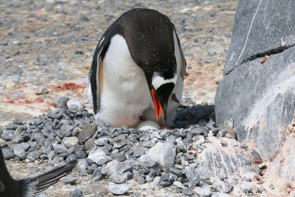 penguin building nests