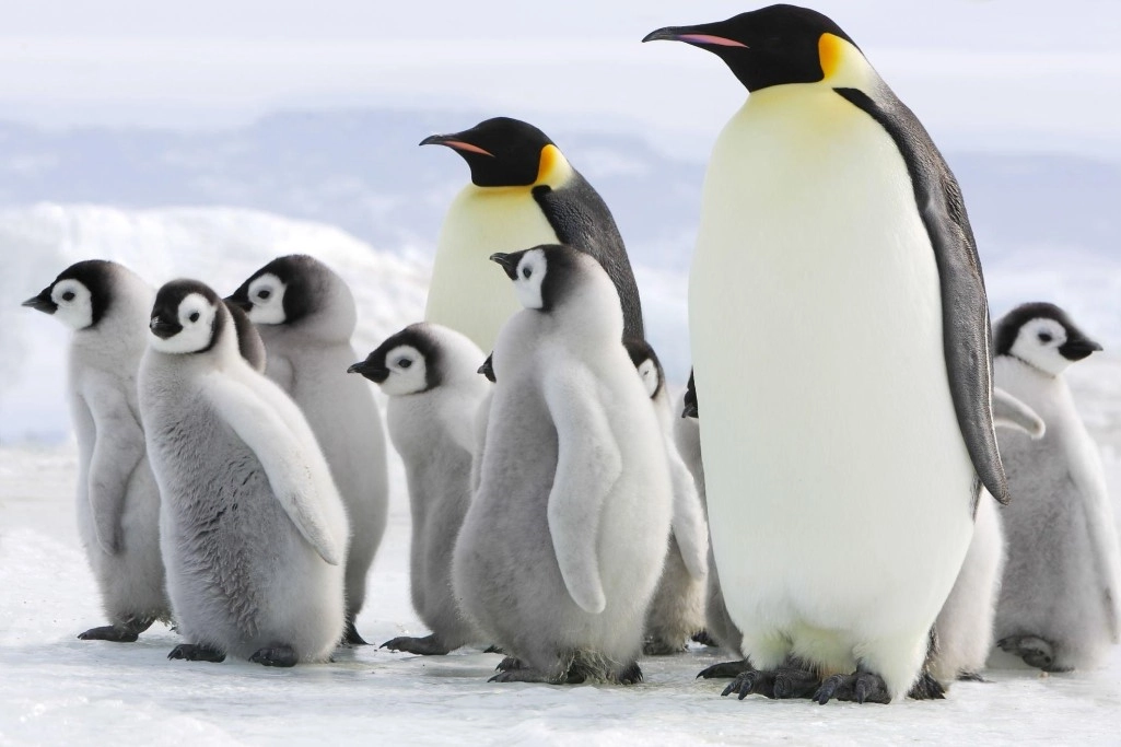 facts about penguin's love - penguin species mating rituals 1